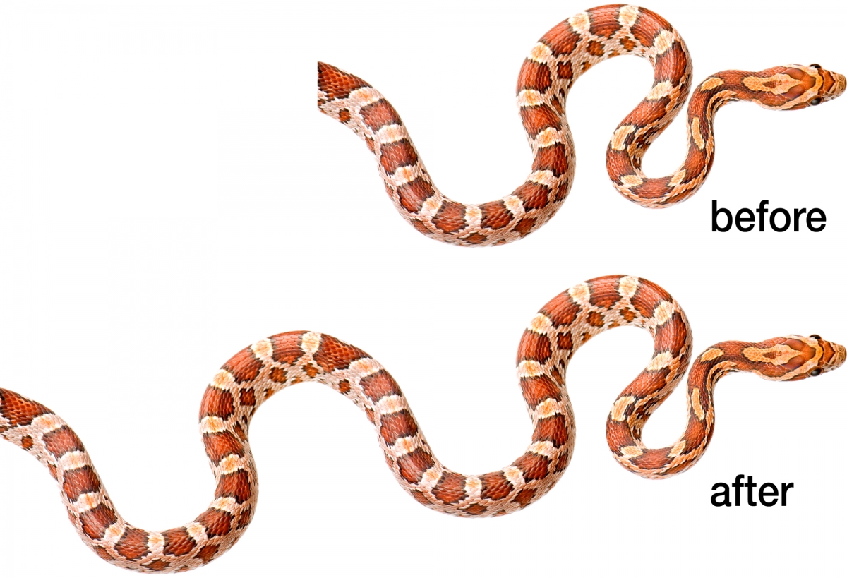 Elongating a Snake in Photoshop, a deke.com article